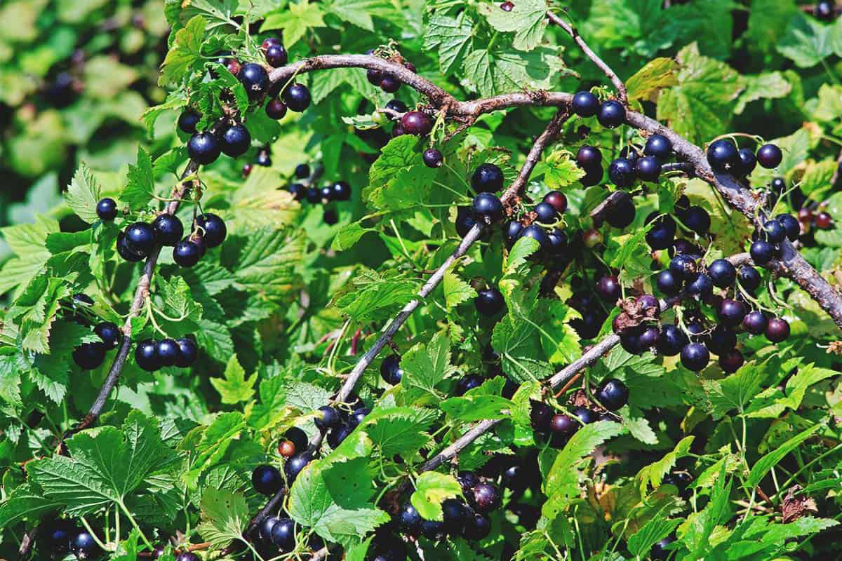 Алтей травы смородина черная ягод – ribes nigrum l