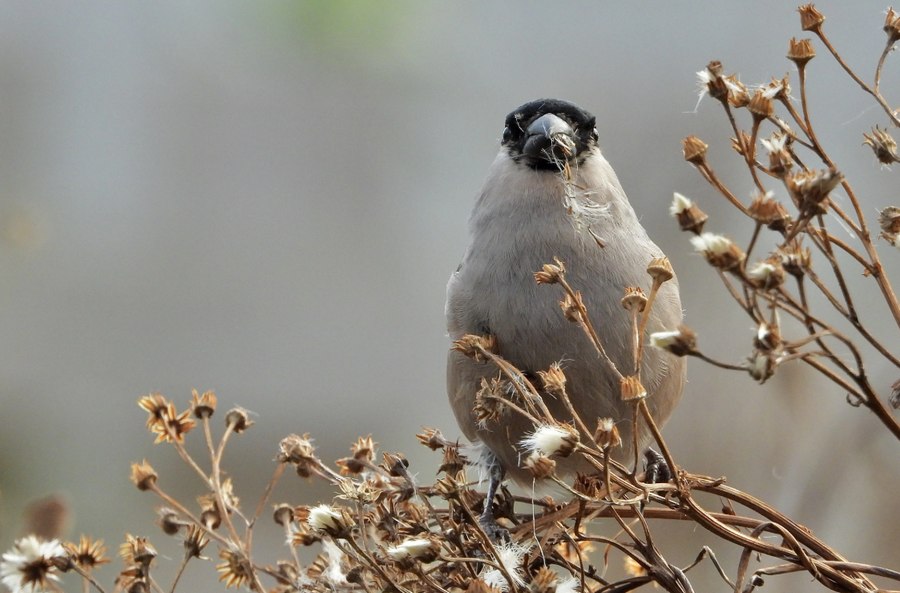 самка снегиря