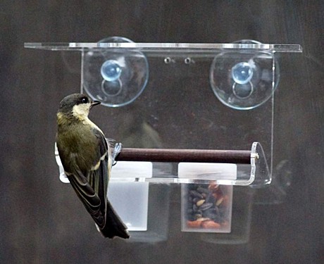 Поилка - кормушка для птиц на окно